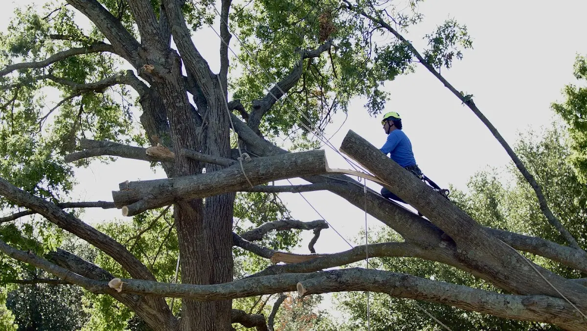 Professional Crown Thinning performed by certified arborists in Bushton