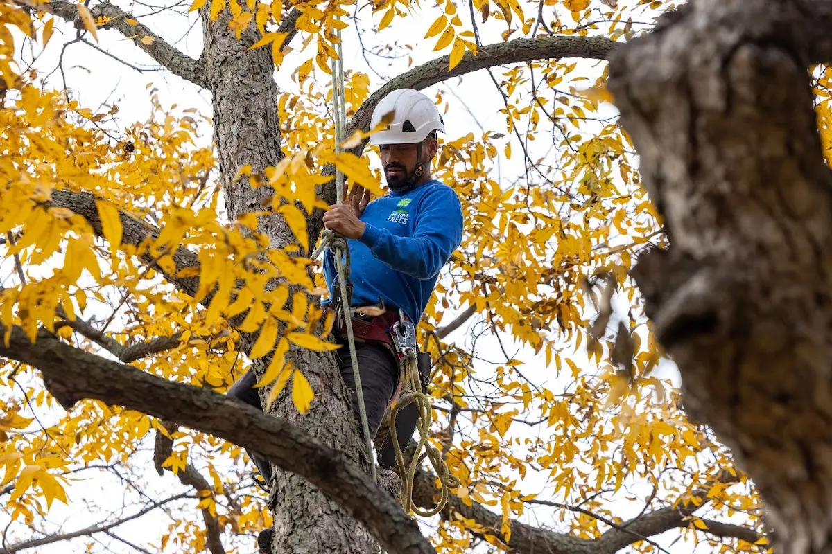 Skilled Tree Pruning crew working in Bushton